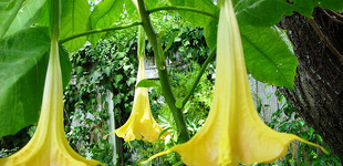 Angyaltrombita (<i>Datura Brugmansia</i>)