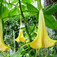 Angyaltrombita (<i>Datura Brugmansia</i>)