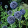 Kék szamárkenyér (<i>Echinops ritro</i>)