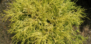 Fonalas szavára hamisciprus  (<i>Chamaecyparis pisifera</i> 'Filifera')