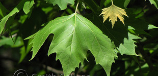 Juharlevelű platán (<i>Platanus x acerifolia</i> ''Columbia'')