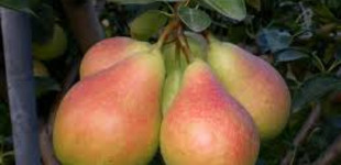 Napoca körte (<i>Pyrus communis</i> ''Napoca'')