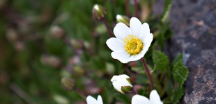 Magcsákó hibrid (<i>Dryas  x suendermannii</i>)