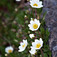 Magcsákó hibrid (<i>Dryas  x suendermannii</i>)