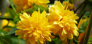 Boglárkacserje (<i>Kerria japonica</i>)