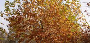 Juharlevelű platán (<i>Platanus x acerifolia</i> ''Bloodgood'')