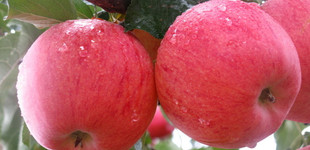 'Fuji' alma (<i>Malus domestica</i> ''Fuji'')