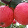 'Fuji' alma (<i>Malus domestica</i> ''Fuji'')