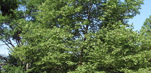 Juharlevelű platán (<i>Platanus x acerifolia</i> ''Metzam'')