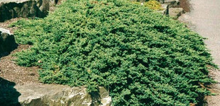 Japán törpeboróka (<i>Juniperus procumbens</i> 'Nana')