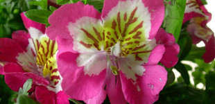 Lepkevirág (<i>Schizanthus sp.</i>)