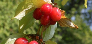 Húsos som (<i>Cornus mas</i>)