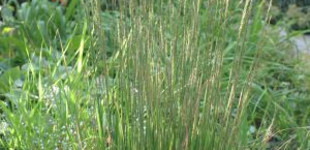 Kékperje (<i>Molinia sp.</i>)