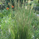 Kékperje (<i>Molinia sp.</i>)