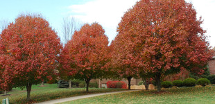 Kínai körte, Callery-körte 'Chanticleer' (<i>Pyrus calleryana</i> ''Chanticleer'')