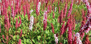 Keserűfű (<i>Polygonum affine</i>)