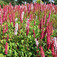Keserűfű (<i>Polygonum affine</i>)