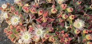 Kristályvirág (<i>Mesembryanthemum crystallinum</i>)
