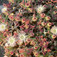 Kristályvirág (<i>Mesembryanthemum crystallinum</i>)