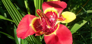 Pávaliliom (<i>Tigridia pavonia</i>)
