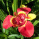 Pávaliliom (<i>Tigridia pavonia</i>)