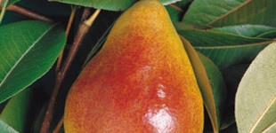 Avranchesi Jó Lujza körte (<i>Pyrus communis</i> ''Louise Bonne d'Avranches'')