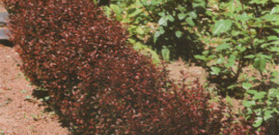 Törpe japán vérborbolya (<i>Berberis thunbergii</i> 'Atropurpurea Nana')