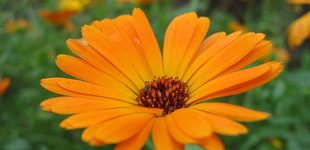 Cseppecskevirág (<i>Dimorphotheca sp.</i>)