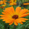 Cseppecskevirág (<i>Dimorphotheca sp.</i>)