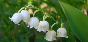 Gyöngyvirág (<i>Convallaria majalis</i>)