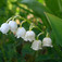 Gyöngyvirág (<i>Convallaria majalis</i>)