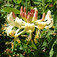 Búbos lonc (<i>Lonicera periclymenum</i> 'Serotina')