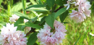 Gyöngyvirágcserje (<i>Deutzia hybrida</i> 'Pink Pom-pom')