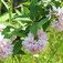 Gyöngyvirágcserje (<i>Deutzia hybrida</i> 'Pink Pom-pom')