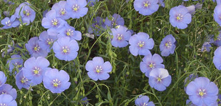 Évelő len (<i>Linum perenne</i>)