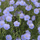 Évelő len (<i>Linum perenne</i>)