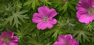Gólyaorr (<i>Geranium</i>)