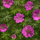 Gólyaorr (<i>Geranium</i>)