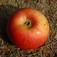 'Bánffy Pál' alma (<i>Malus domestica</i> ''Bánffy Pál'')