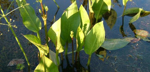 Vízihídőr (<i>Alisma plantago-aquatica</i>)