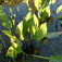 Vízihídőr (<i>Alisma plantago-aquatica</i>)