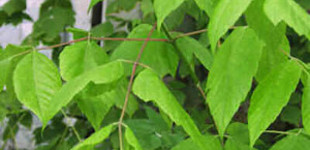 Zöld juhar (<i>Acer negundo</i>)