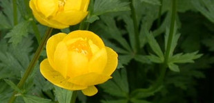 Zergeboglár (<i>Trollius europaeus</i>)