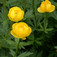 Zergeboglár (<i>Trollius europaeus</i>)