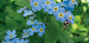 Mocsári nefelejcs (<i>Myosotis palustris</i>)