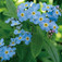 Mocsári nefelejcs (<i>Myosotis palustris</i>)