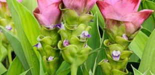 Kurkuma (<i>Curcuma longa</i>)