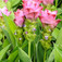 Kurkuma (<i>Curcuma longa</i>)