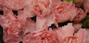 Kerti szegfű (<i>Dianthus caryophyllus</i>)