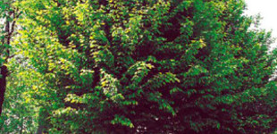 Gyertyán (<i>Carpinus betulus</i> 'Frans Fontaine')